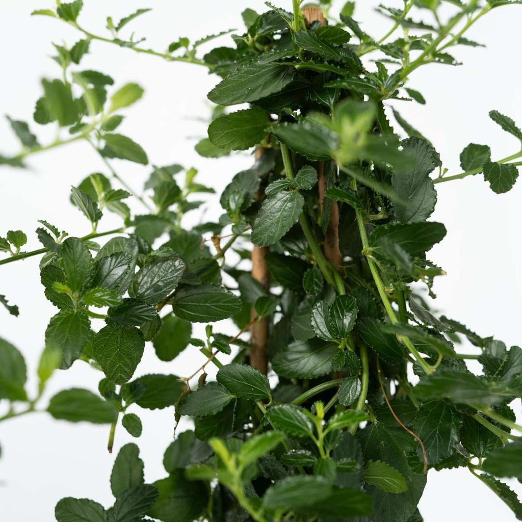 Säckelblume - Ceanothus thyrsiflorus Repens - Höhe 60-70cm Produktbild 3