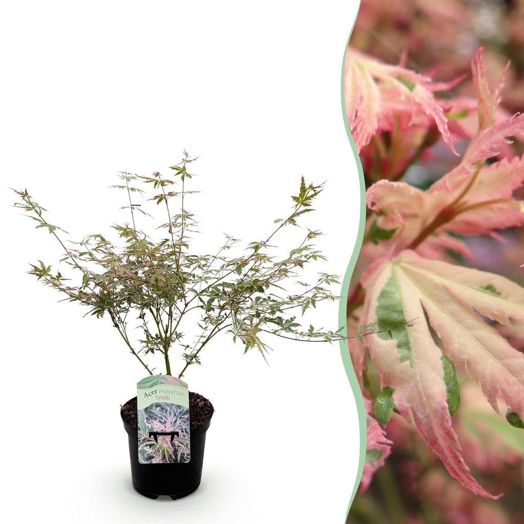 GreenboutiQ - Balkonpflanze - Japanischer Ahorn - Acer Produktbild 