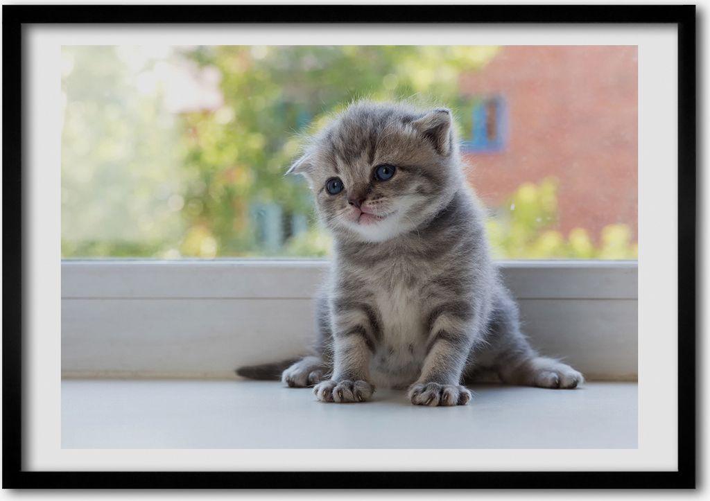 Bild - Bilder - Bilderrahmen - 70 cm x 50 cm - MDF-Rahmen, Wandkunst Kleine Katze am Fenster