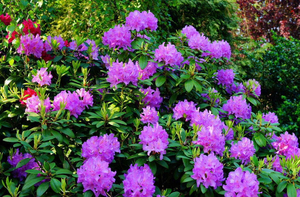 hansepuzzle 21738 - Rhododendron Puzzle, 500 Teile, Natur, 46,0 x 30,0cm mit hochwertiger Aufbewahrung, Kartonbox und wiederverschließbarem Beutel
