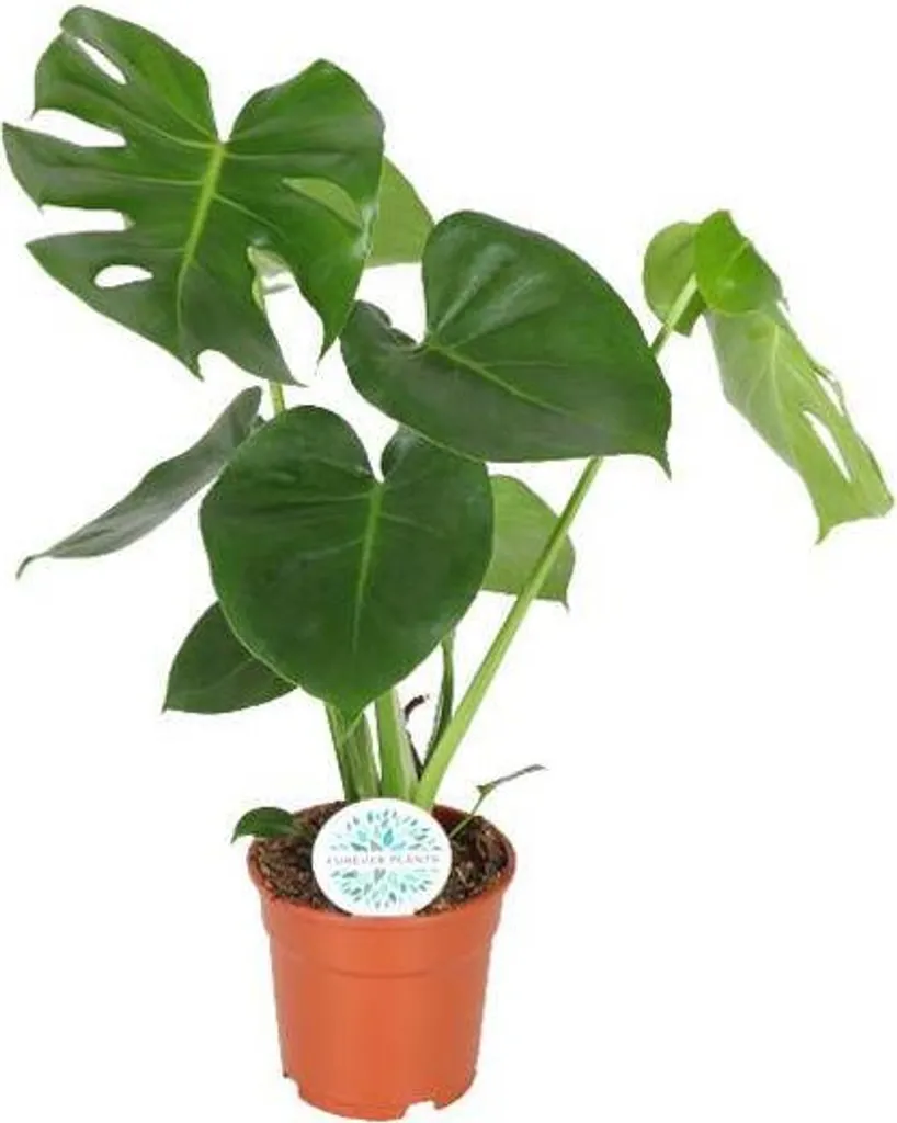 Petit Monstera Minima facile d'entretien - Plante robuste 55 cm