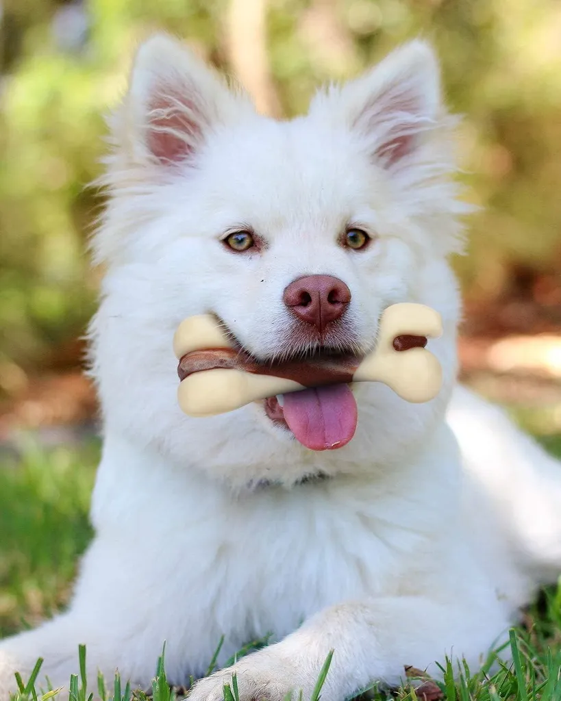 Os de Mastication pour Chien Difficile - Jouet Résistant Goût Bœuf (L) - 3