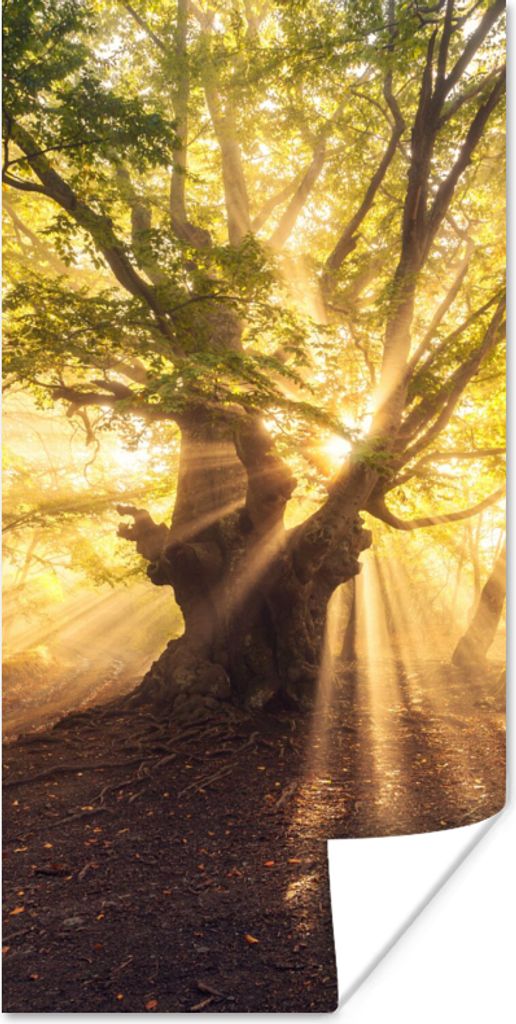 MuchoWow Poster Baum - Wald - Sonne 40x80 cm - Dekoration
