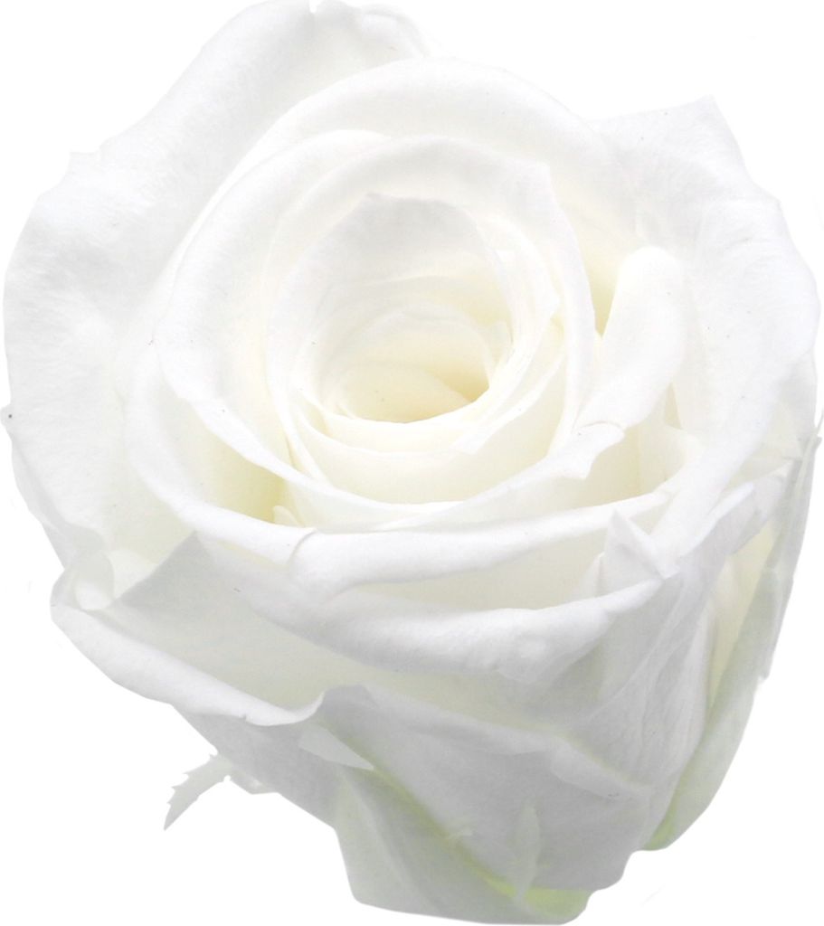 Konservierte Rosen Medium Ø4-4,5cm in Weiß, Echt und Dauerhaft, 8er Set - Infinity Rosen für Elegante Dekorationen, 8 Stück