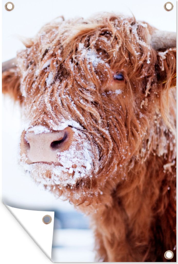 MuchoWow 60x90 cm Outdoor-Poster Gartendeko Sichtschutz Garten Poster für den Garten Schottischer Highlander - Schnee - Braun