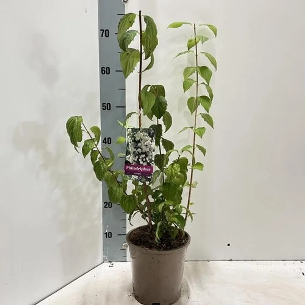 Jasmin des poètes Virginal arbuste fleur blanche parfumé pot 50 cm - 3