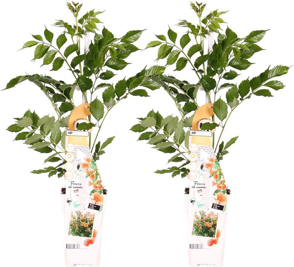 Bloomique - 2er-Set - Campsis Radicans Galen - Trompetenblume - Orange - Kletterpflanzen - Gartenpflanzen - Winterhart - 50-70 cm Hoch - Topf 15 cm