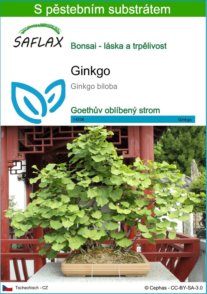 SAFLAX - ginkgo - Ginkgo biloba - 4 Semena - S pěstebním Obrázek produktu 