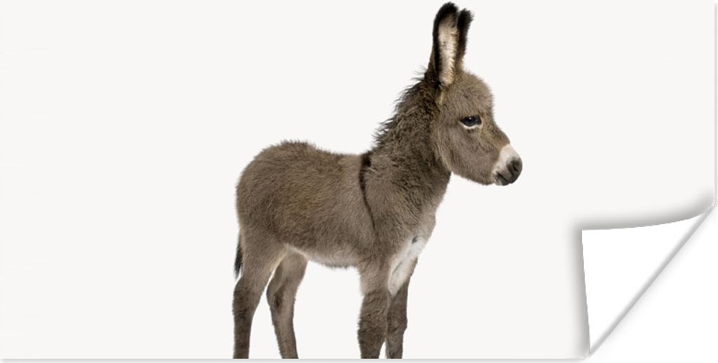 Poster - Babyzimmer - Esel - 80x40 cm