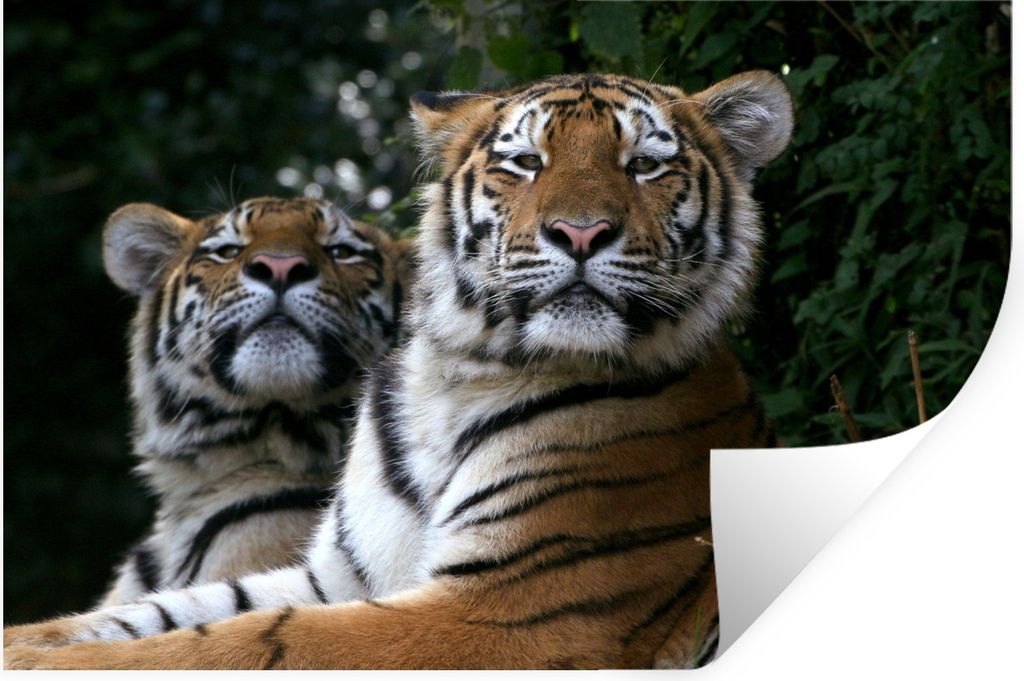 MuchoWow Wandtattoo Wandsticker Wandaufkleber Tiger - Wald - Köpfe 90x60 cm Selbstklebend und Repositionierbar - Aufkleber
