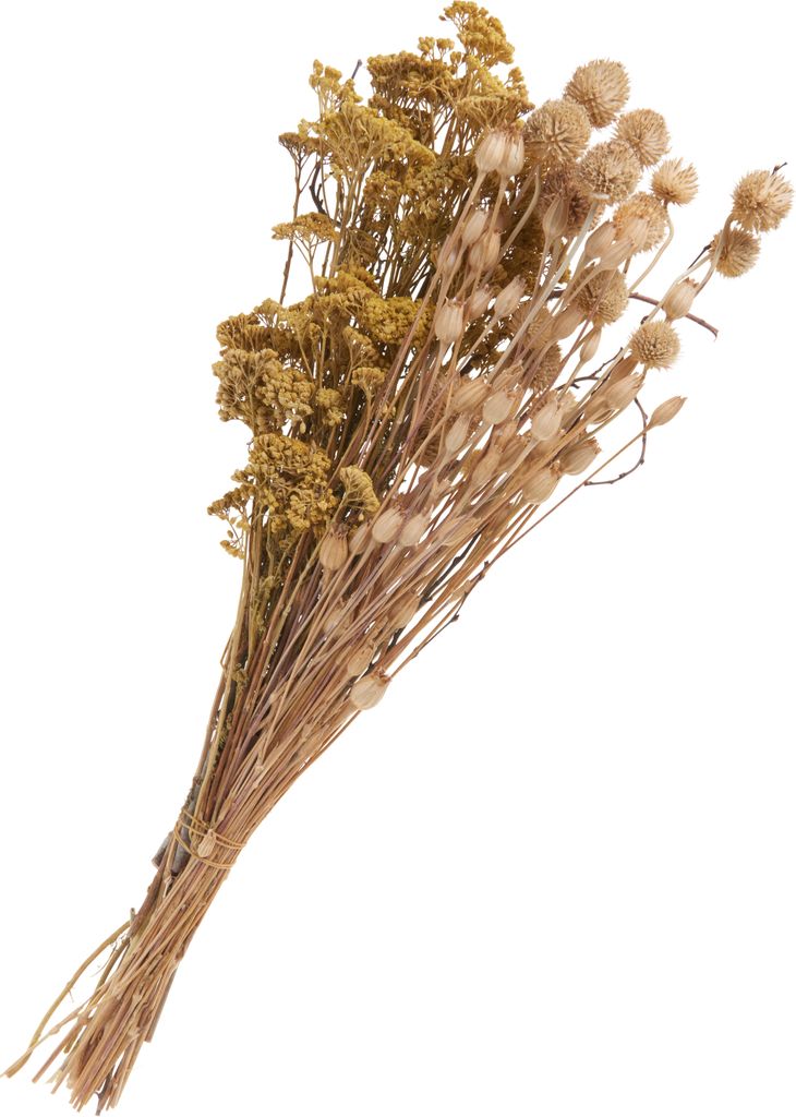 Othmar Decorations Trockenblumen Set Distel 55 cm Deko Blumenarrangement