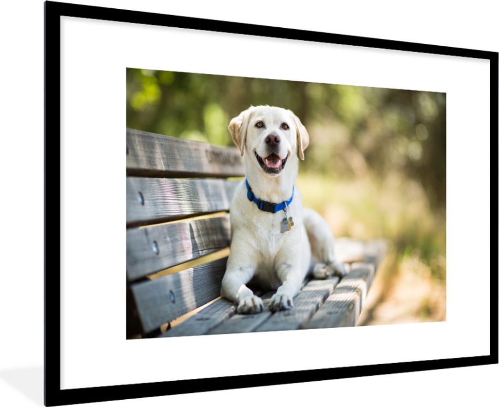 MuchoWow Gerahmtes Poster Labrador Retriever liegend auf einer Bank 90x60 cm - Poster mit Schwarzem Bilderrahmen Wandposter Rahmen Foto Bilder - ...