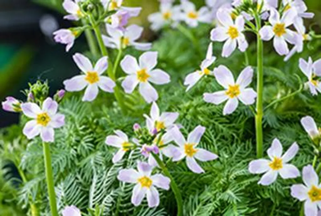 Aménager un Bassin Naturel avec 6 Hottonia palustris Plume d'eau