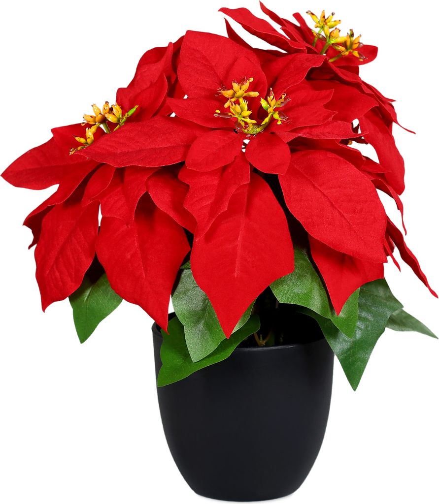 Weihnachtsstern 30 cm im schwarzen Topf - Poinsettia / Produktbild 