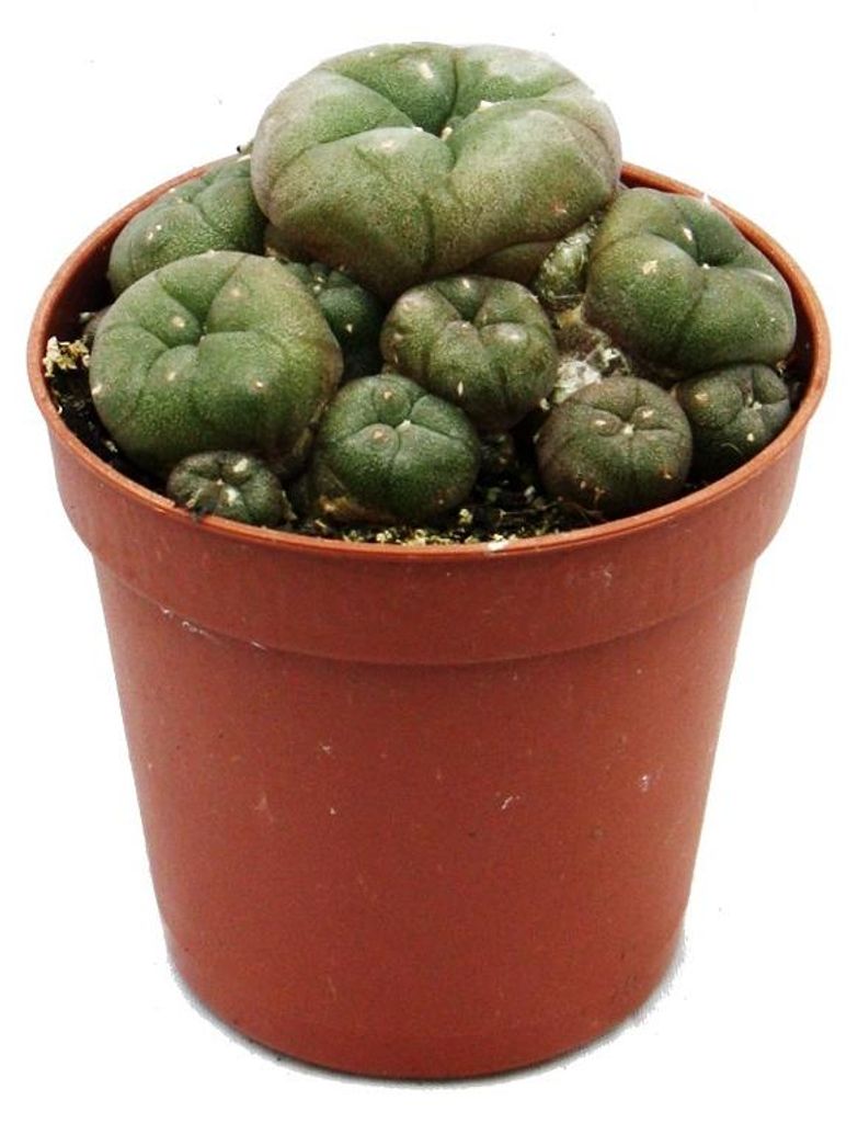 Lophophora williamsii – pejotl – kaktus pejotl – kwitnący, Zdjęcie produktu 