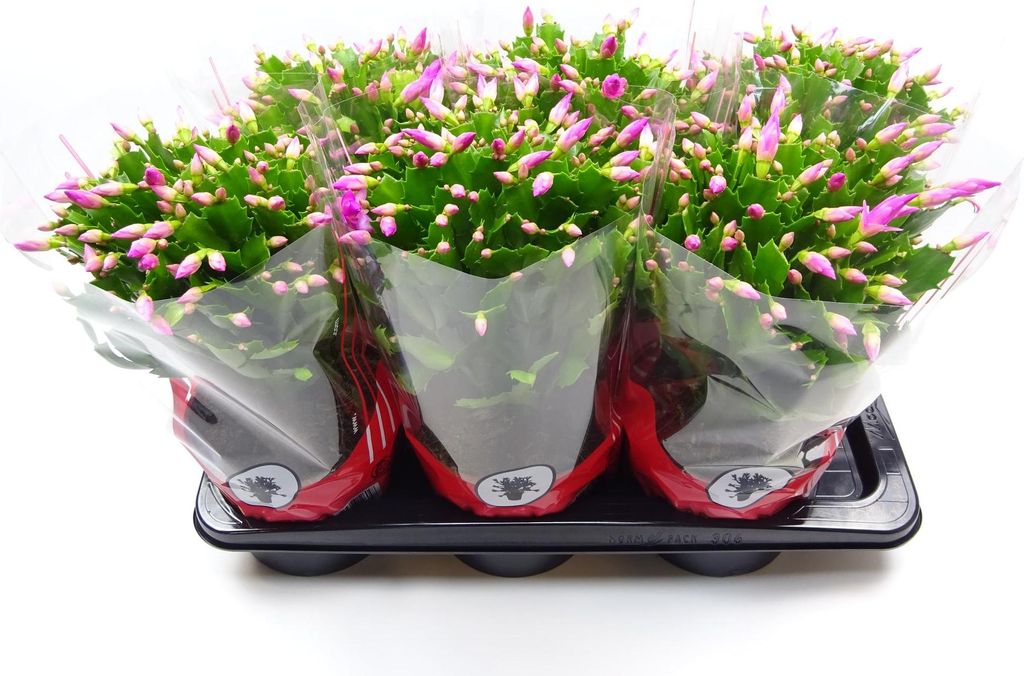 Schlumbergera Zimmerpflanze – Weihnachtskaktus mit rosa Blüten – ca. 35cm Höhe – Ø17cm – Pflegleichte Blühpflanze für Wohnzimmer, Küc...