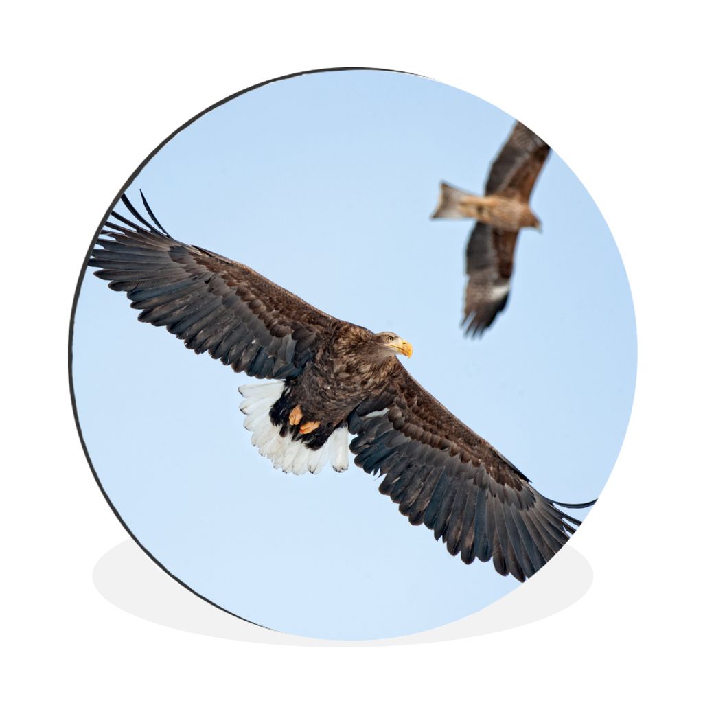 MuchoWow Aluminium Wandkreis Zwei europäische Seeadler schweben in der Luft Ø 30 cm Wanddeko Modern Wohnzimmer - Wand Bild - Wohnzimmer - Runde...
