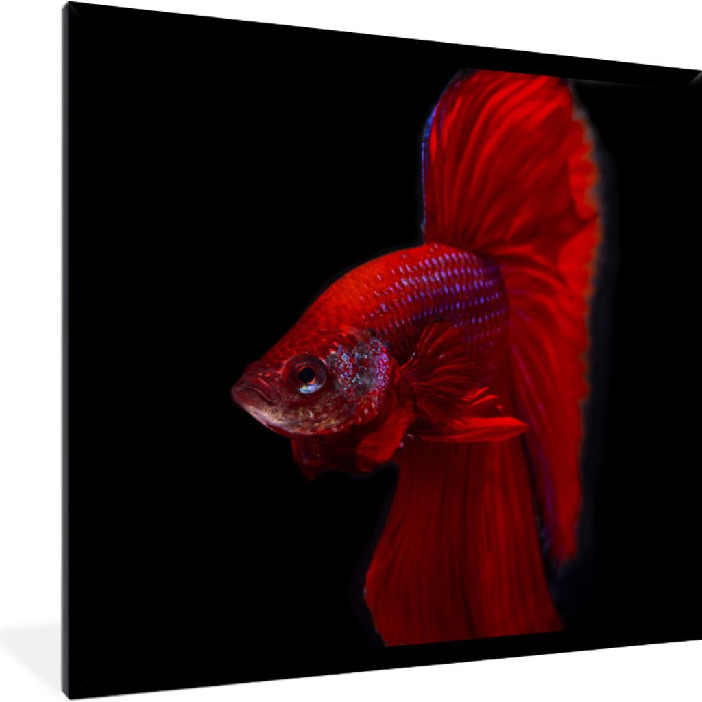 MuchoWow Gerahmtes Poster Fische - Tiere - Rot 40x40 cm - Poster mit Schwarzem Bilderrahmen Wandposter Rahmen Foto Bilder