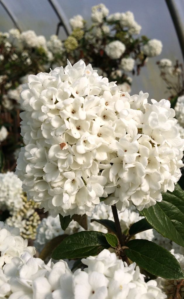 Schneeball 'Viburnum Eskimo' blütenreich und duftend Hochstamm 80 - 100 cm