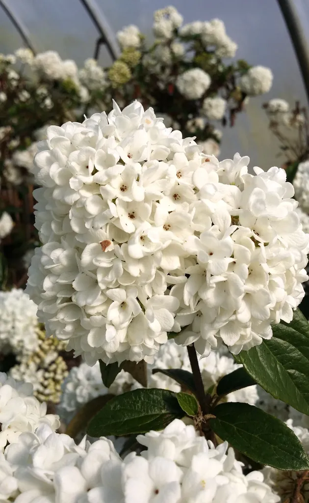 Arbuste Boule de neige Viburnum Eskimo parfumé idéal pour jardin chic