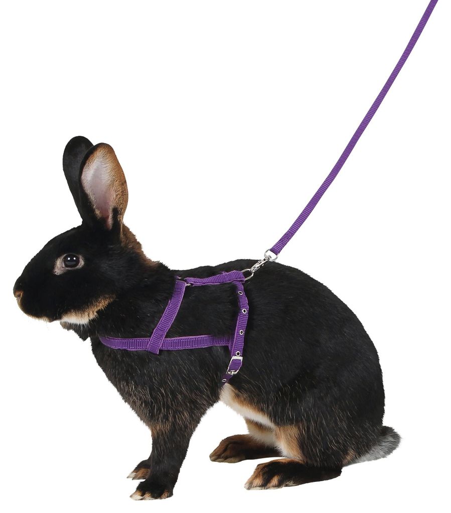 KERBL Geschirr für Kaninchen, Größe L 34-50cm Produktbild 