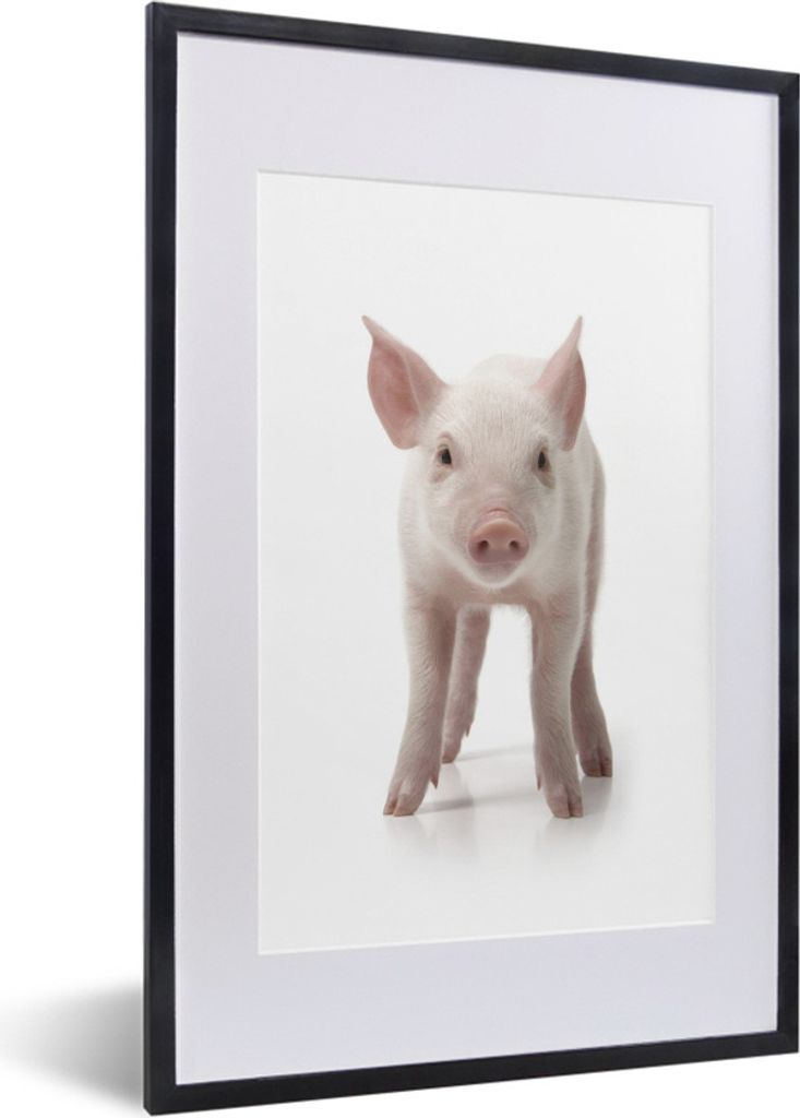 MuchoWow Gerahmtes Poster Schwein - Tiere - Weiß 40x60 cm - Poster mit Schwarzem Bilderrahmen Wandposter Rahmen Foto Bilder - Poster in Rahmen