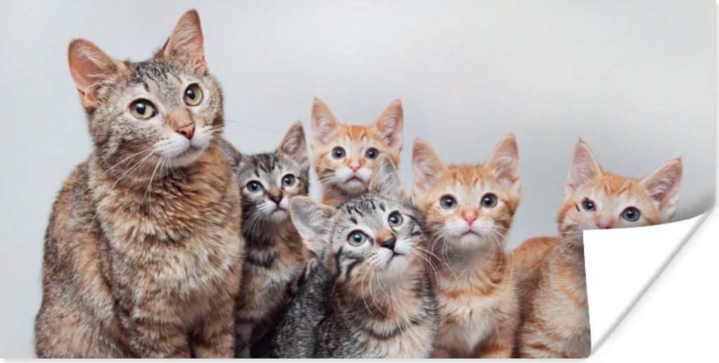 MuchoWow Poster Katze - Kätzchen - Fell 160x80 cm - Foto Poster