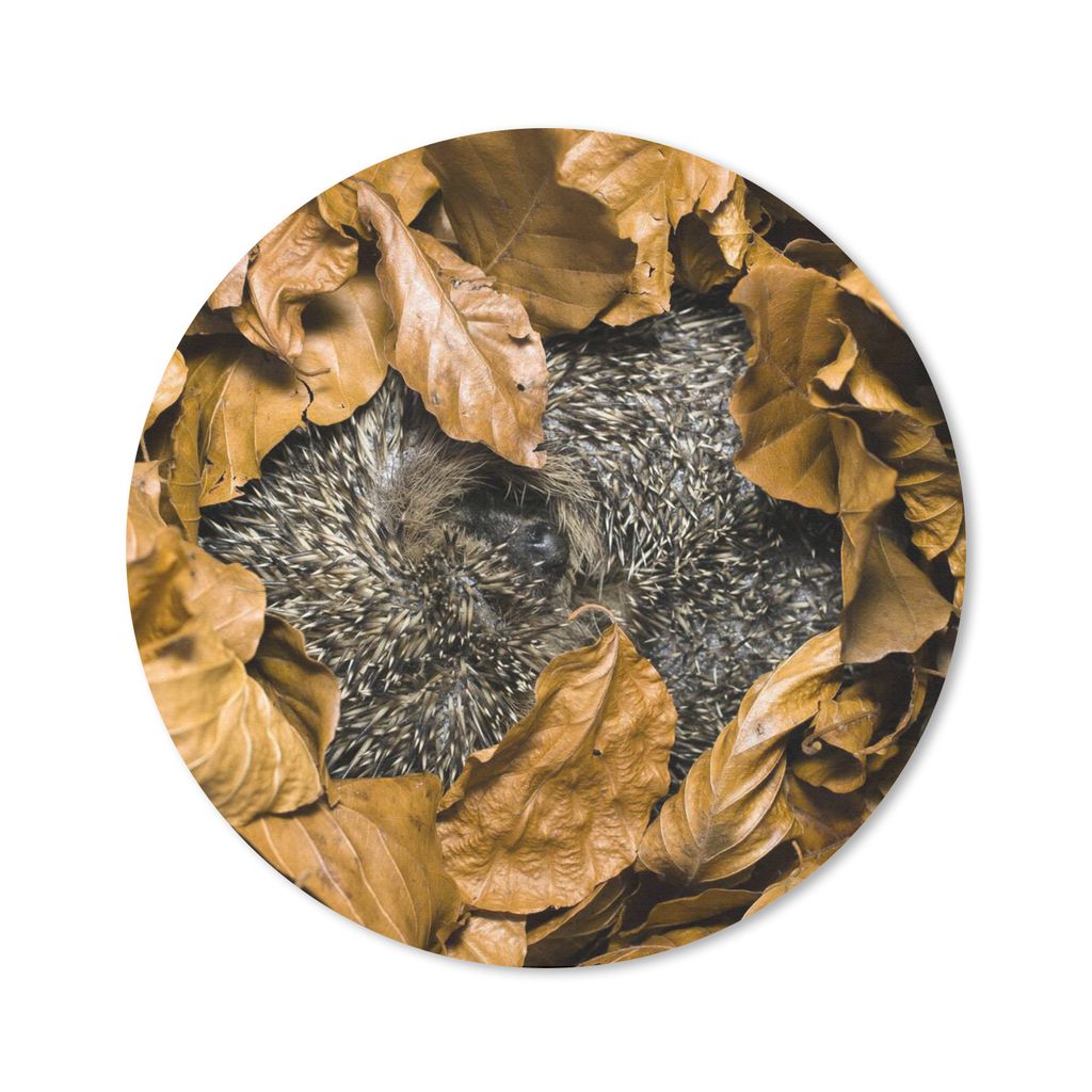 MuchoWow Mauspad Mousepad Igel - Braun - Blätter 20x20 cm - Mousepads - Maus Mat - Pad - Mausunterlage - Schreibtischmatte