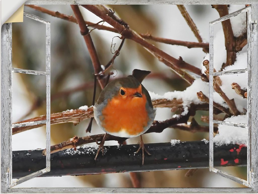 ARTland Wandbild, selbstklebend Fensterbild - Rotkehlchen Größe: 60x45 cm