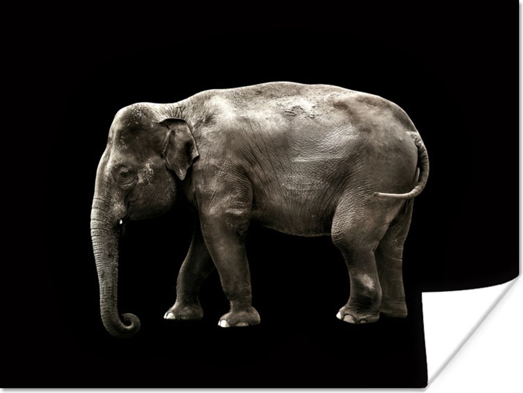 MuchoWow Poster Elefant - Wilde Tiere - Schwarz 80x60 cm - Kunst für zu Hause