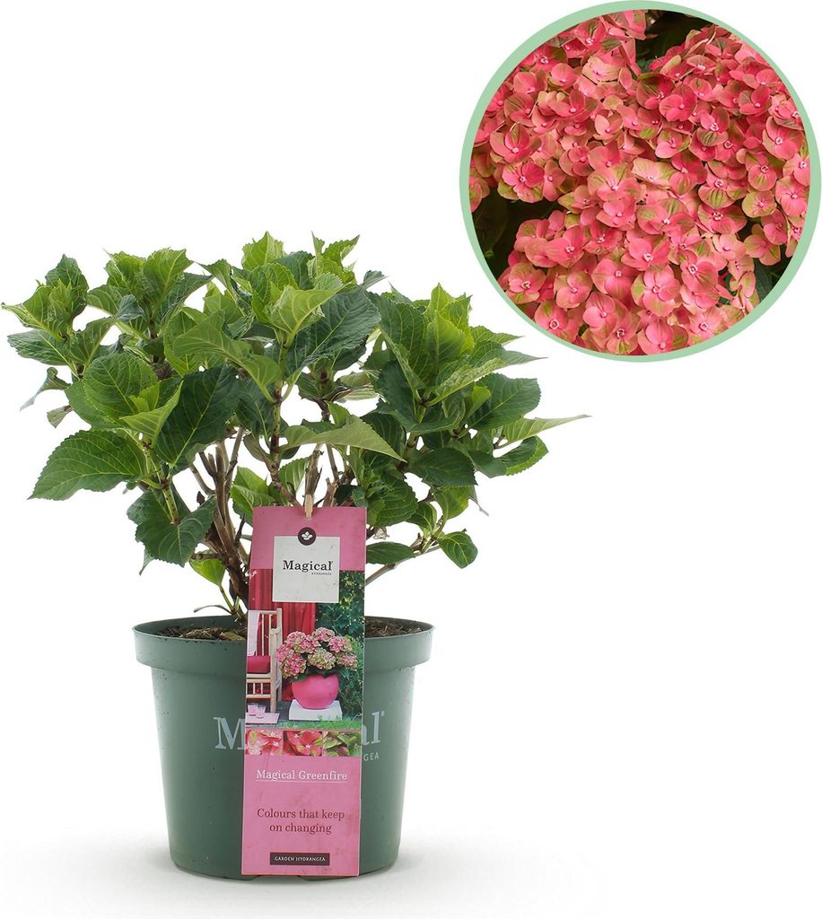 Green boutiQ - Balkonpflanze - Hortensie - Hydrangea Magical Green Fire - Rosa Grün - 6-10 Blumen - Topf 23cm Höhe 55cm