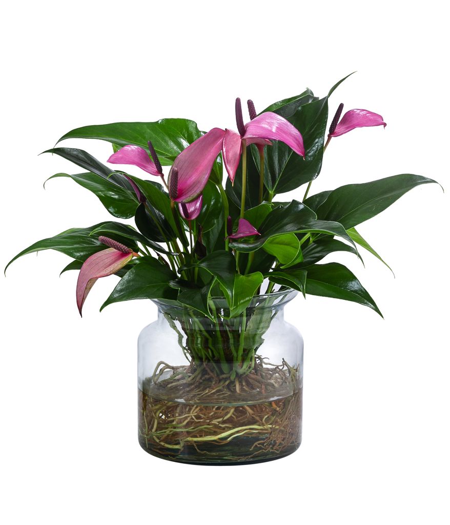 Dehner Waterplant Flamingoblume, Anthurium Zizou, Wasserpflanze im Glas, Ø 16 cm, Höhe 35 cm, Zimmerpflanze, lila