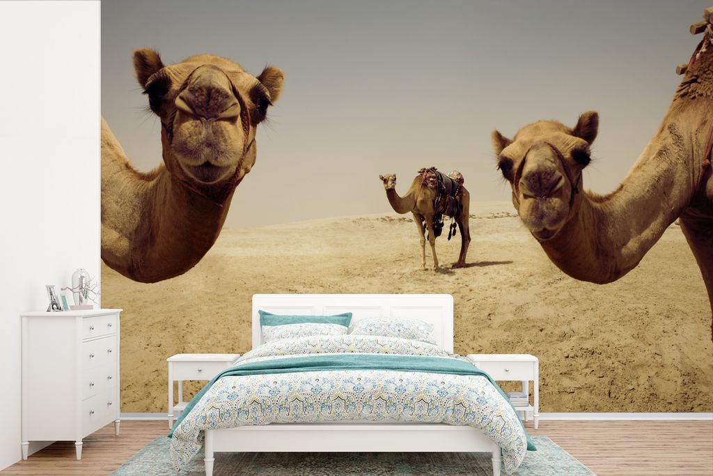 MuchoWow Fototapete für Wohnzimmer oder Schlafzimmer Wandtapete Vinyl Motivtapete Kamele in Doha Gatar - 360x240 cm - Vinyl-Tapete