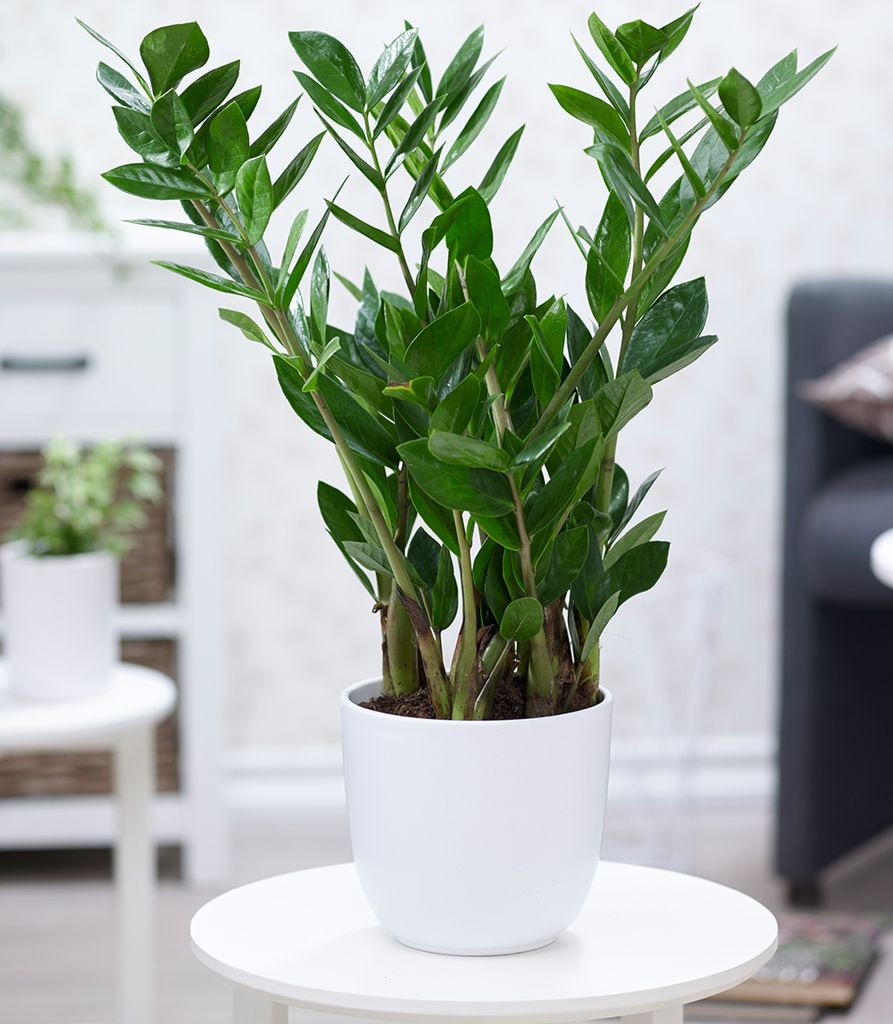 BALDUR-Garten Zamioculcas ca. 55-65 cm hoch, 1 Pflanze, Glücksfeder, Zamie, Zamia Farn, Zamia Palme, pflegeleichte Zimmerpflanze Zimmerpflanze, Grünpflanze, mehrjährig - frostfrei halten