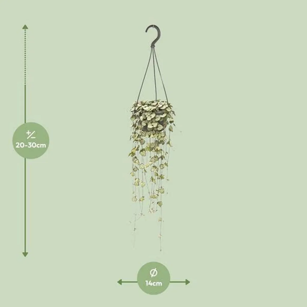 Fleur de Chandelier Ceropegia woodii : Plante Increvable pour Déco