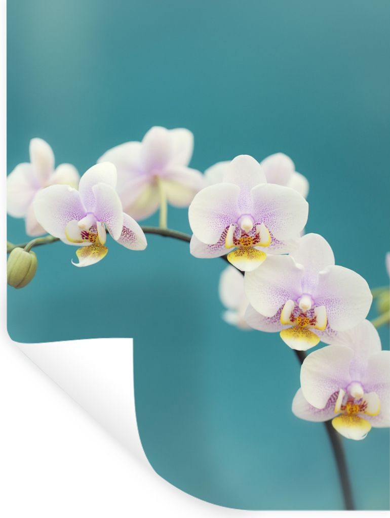 MuchoWow Wandtattoo Wandsticker Wandaufkleber Orchidee - Blumen - Pflanze - Weiß - Lila 60x80 cm Selbstklebend und Repositionierbar - Reposition...