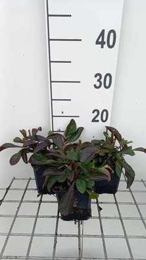 6 x Penstemon hybr. 'Dark Towers' - Bartfaden - Topf 9 x 9 cm