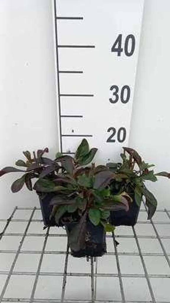 Plante Vivace Résistante au Soleil : 6 Penstemon Dark Towers Pots 9x9cm