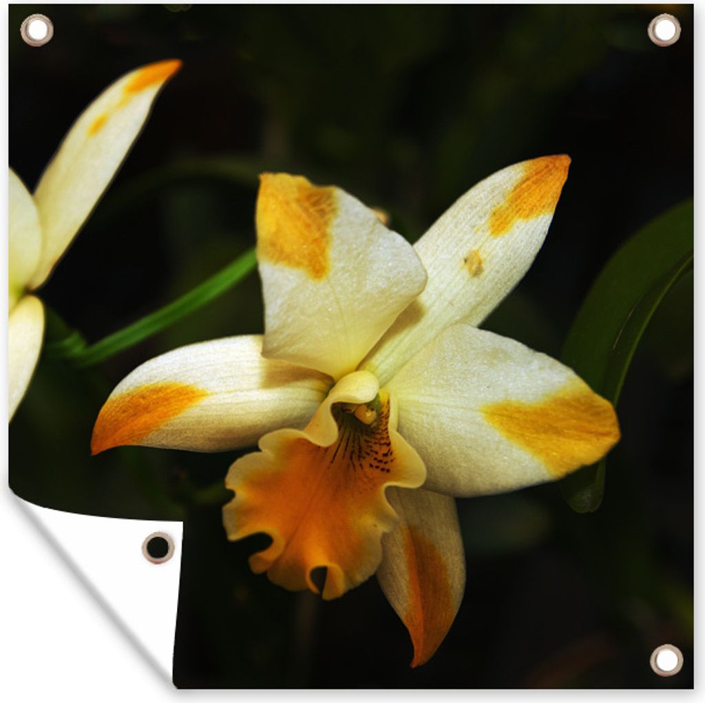 MuchoWow 50x50 cm Outdoor-Poster Gartendeko Sichtschutz Garten Poster für den Garten Zwei Orchideenblüten