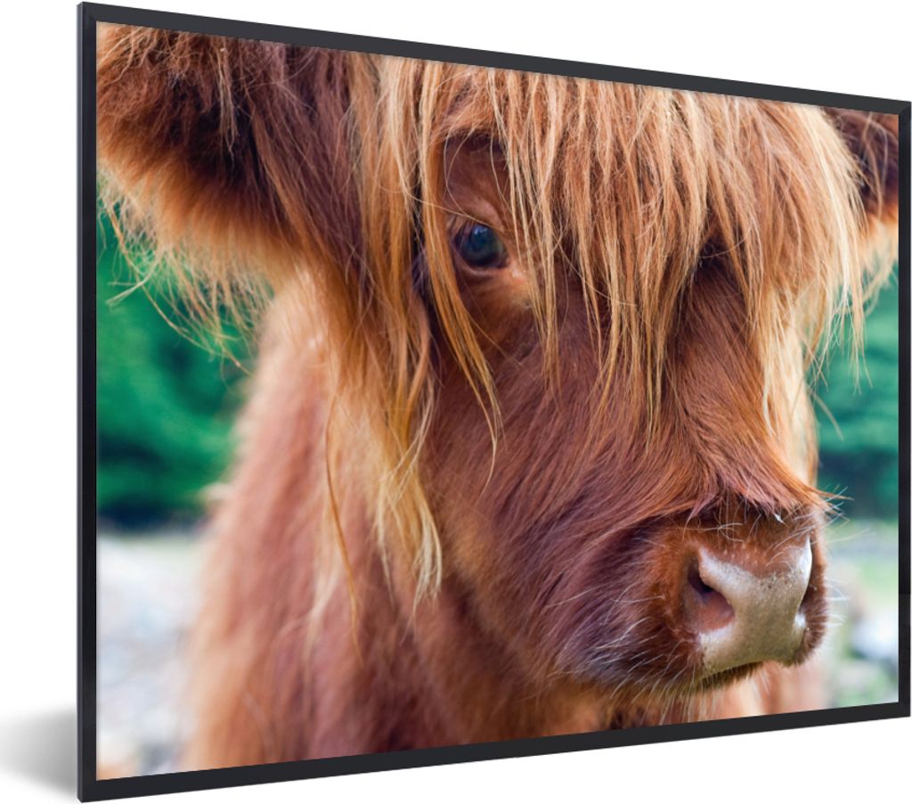 MuchoWow Gerahmtes Poster Schottischer Highlander - Braun - Kalb 80x60 cm - Poster mit Schwarzem Bilderrahmen Wandposter Rahmen Foto Bilder - Sch...
