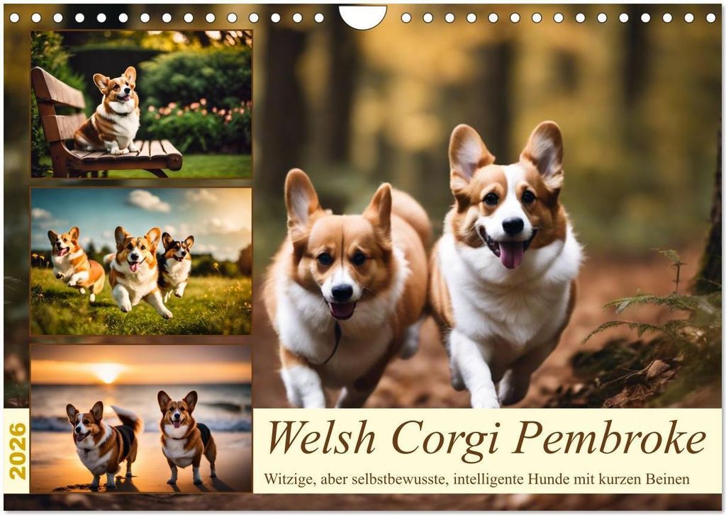 Welsh Corgi Pembroke (Wandkalender 2026 DIN A4 quer), CALVENDO Monatskalender