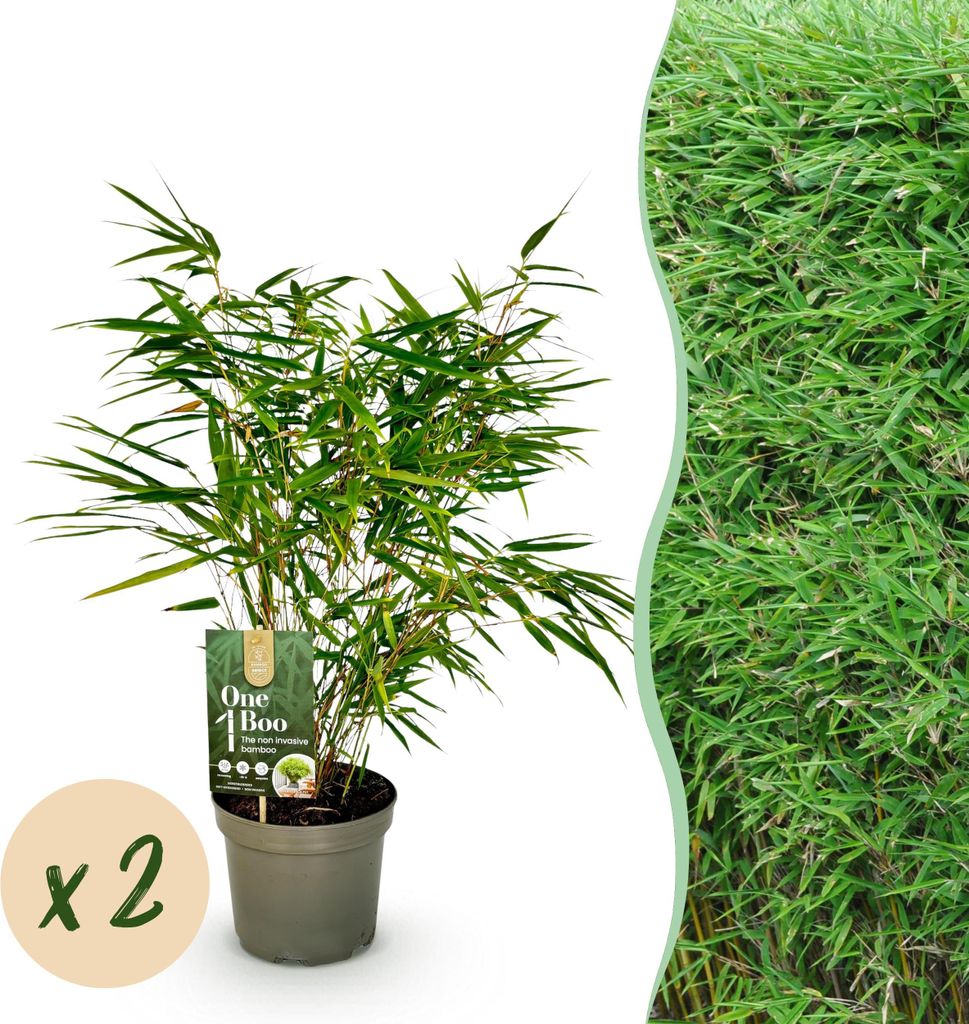 Bambus Fargesia rufa – Immergrün – 2 Pflanzen – Nicht ausbreitend – Grüner Bambus für Hecke, Garten & Terrasse – Ø17cm Höhe ca. 60cm