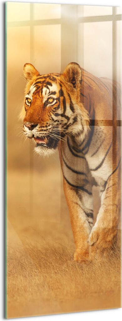 Designer Glasbild - Wandbild - Glas Bild - 50x125 cm - Wilder Tiger Auf Der Jagd