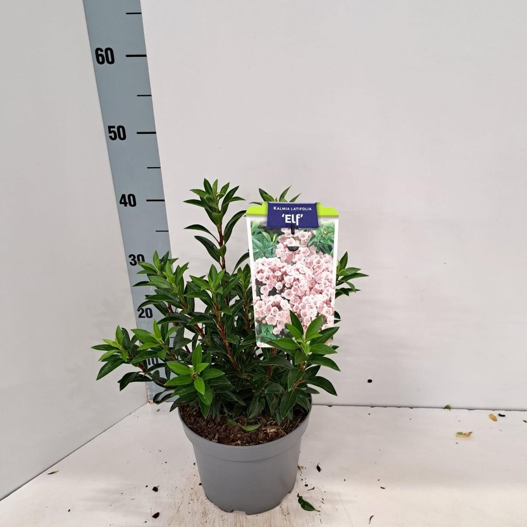 Kalmia lat. 'Elf' - Berglorbeer | 25-30 cm im Topf