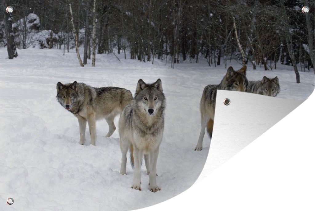 MuchoWow 60x40 cm Outdoor-Poster Gartendeko Sichtschutz Garten Poster für den Garten Wolf - Schnee - Kanada
