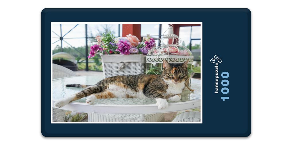 hansepuzzle 16482 - Katze Puzzle, 1000 Teile, Tierwelt, 60,0 x 46,0cm mit hochwertiger Aufbewahrung, Kartonbox und wiederverschließbarem Beutel