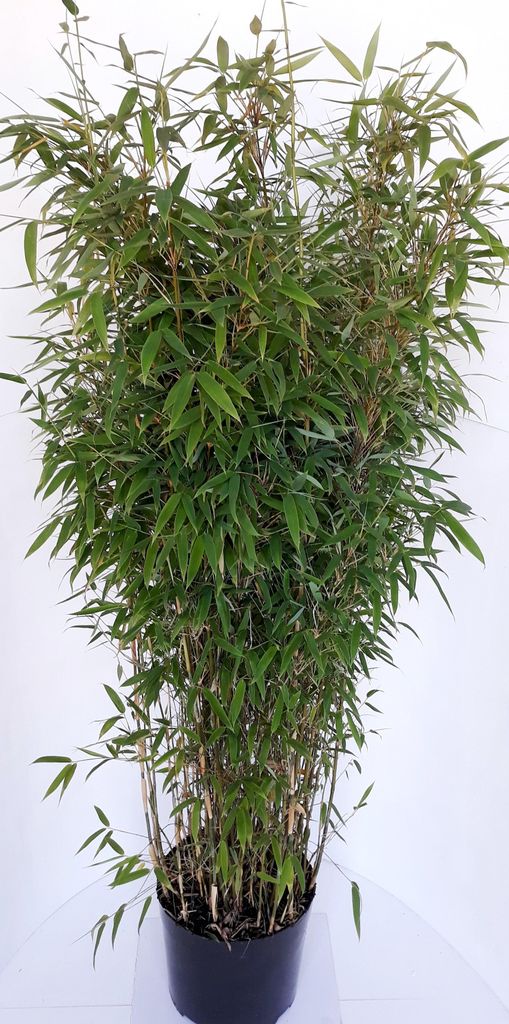 Bambus Fargesia murielae ‘Jumbo’ 140–150 cm – immergrün, Produktbild 