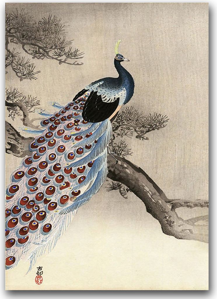 Poster - Canvas - Leinwand - 59,4 cm x 84,1 cm - Fotoposter - Leinwandkunst - Peacock auf einem Tannenzweig
