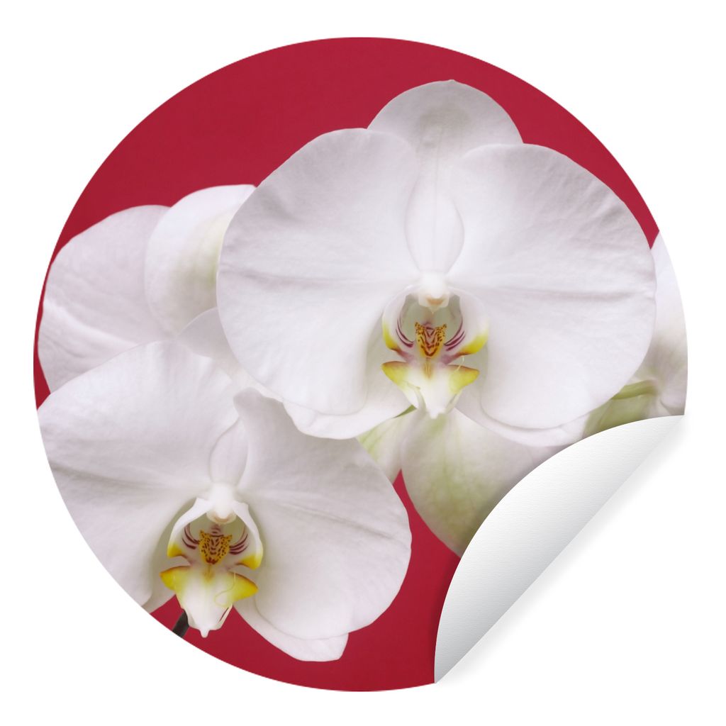 MuchoWow Runde Wandtattoo - Wandsticker Tapete Aufkleber Weiße Orchidee auf Rot Ø 30 cm Selbstklebend und Repositionierbar - Wandaufkleber - Kr...