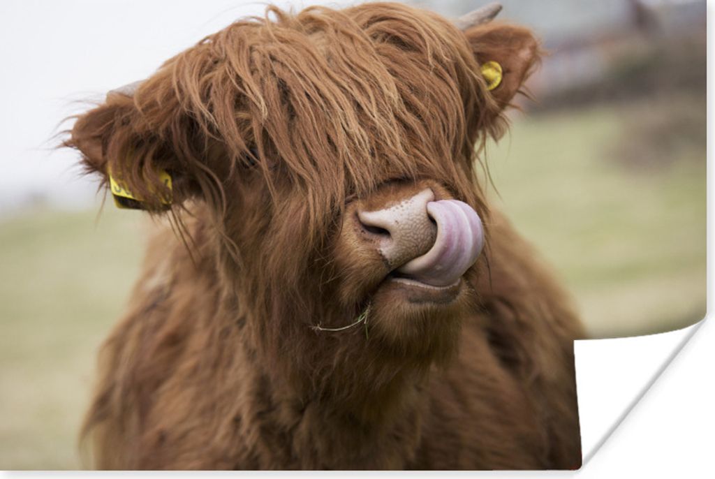 MuchoWow Poster Schottischer Highlander - Nahaufnahme 120x80 cm - Bilder